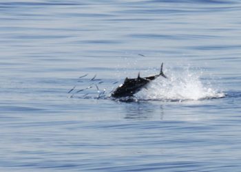 TUNA: Reportaža s tunolovca i izvorni recepti brodskog kuhara Tuna u lovu na incune Tunolov: Tuna u lovu na inćune u akvatoriju otoka Jabuka