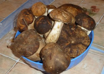 RUČAK IZ ŠUME: Dvije fine juhe od vrganja Vrganji svjeze ubrani Vrganji svježe ubrani