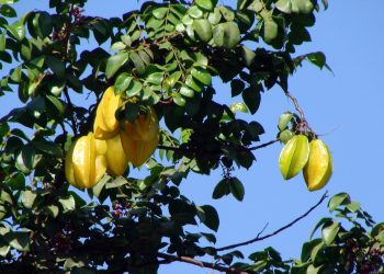 Kako da sami uzgojite egzotično voće iz sjemenki carambola g1398ff0f0 1280 Stablo karambole s plodovima na grani