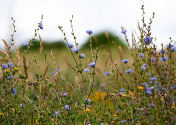 Cikorija, vodopija, žućenica
