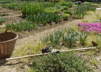 TRAVANJ U CVJETNJAKU: Sijanje, sadnja lukovica i gomolja Botanicki vrt Zagreb scaled Radovi u vrtu