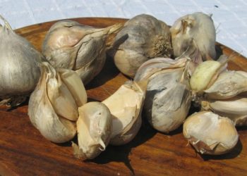 Češnjak s iz vlastitog vrta