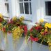 BALKONSKO CVIJEĆE: Harmonična eksplozija boja (FOTOGALERIJA) Zuto crvene loncanice Balkonsko cvijeće, žuto crvene lončanice