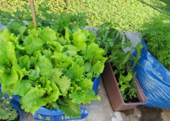 BALKONSKI VRT: Salata, mrkva i paprika uzgojeni u IKEA torbama Balkon Ikea 4 Balkonski vrt u IKEA vrećama, salata