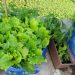 BALKONSKI VRT: Salata, mrkva i paprika uzgojeni u IKEA torbama Balkon Ikea 4 Balkonski vrt u IKEA vrećama, salata