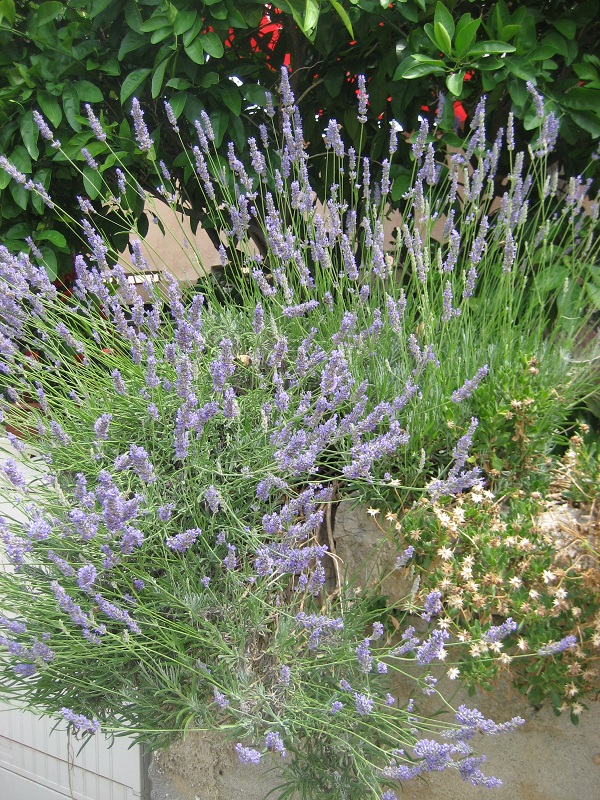 Lavanda na Rabu  