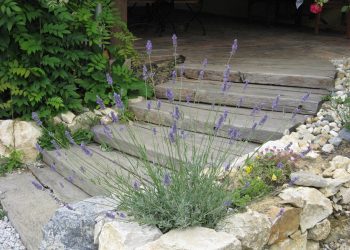LAVANDA: Uzgoj u vrtu i loncima, orezivanje i razmnožavanje Lavanda u Turopolju Foto Ana Herceg Lavanda u Turopolju