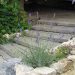 LAVANDA: Uzgoj u vrtu i loncima, orezivanje i razmnožavanje Lavanda u Turopolju Foto Ana Herceg Lavanda u Turopolju