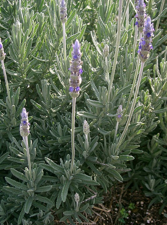 Lavandula dentata - francuska lavanda