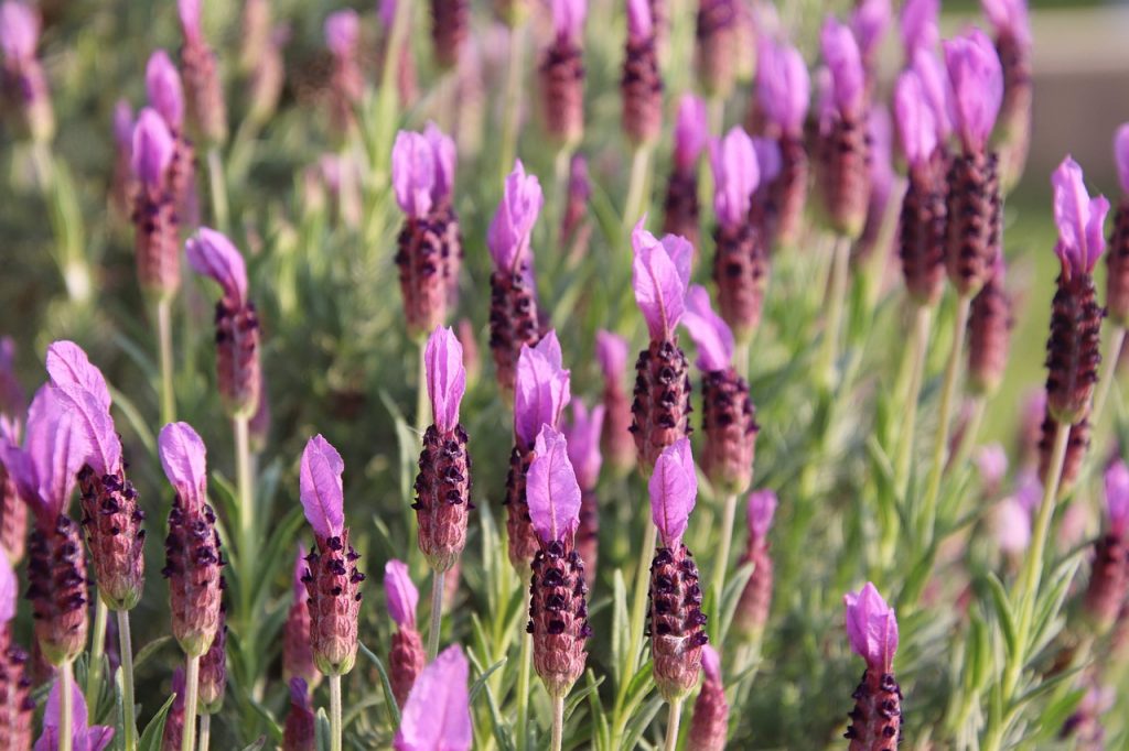 Lavandula stoechas -  španjolska lavanda