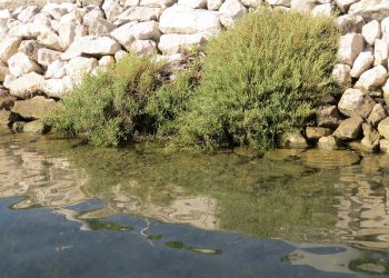 MOTAR: Recepti za kiseljenje na tradicionalan i brz način Motar uz more Motar uz more