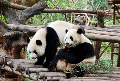 KINA: Chengdu – grad divovskih pandi koji proizvede svaki drugi iPhone Chengdu je grad panda