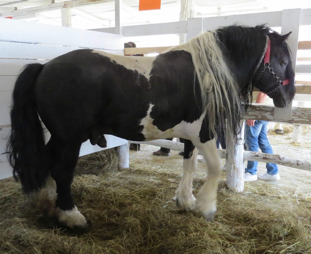 Hrvatski hladokrvnjak, pastuh Sokol