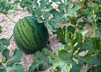 Kako uzgojiti dinje i lubenice LUBENICA Lubenica