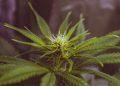 Marihuana biljka