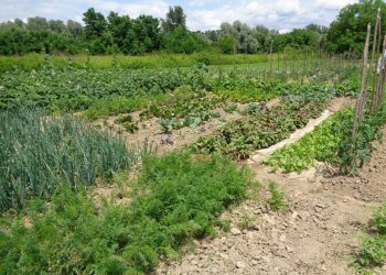 Povrtnjak koncem lipnja