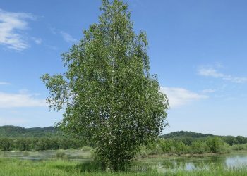 BREZA: Uklanja kamence, snižava šećer, detoksicira i otapa celulit breza Stablo breze