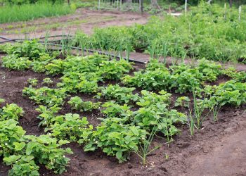 U POVRTNJAKU: Koje su biljke dobri susjedi – zaštitnici country house g504b51424 1280 Dobri susjedi u vrtu - jagode i poriluk Foto: Irina_kukuts / Pixabay