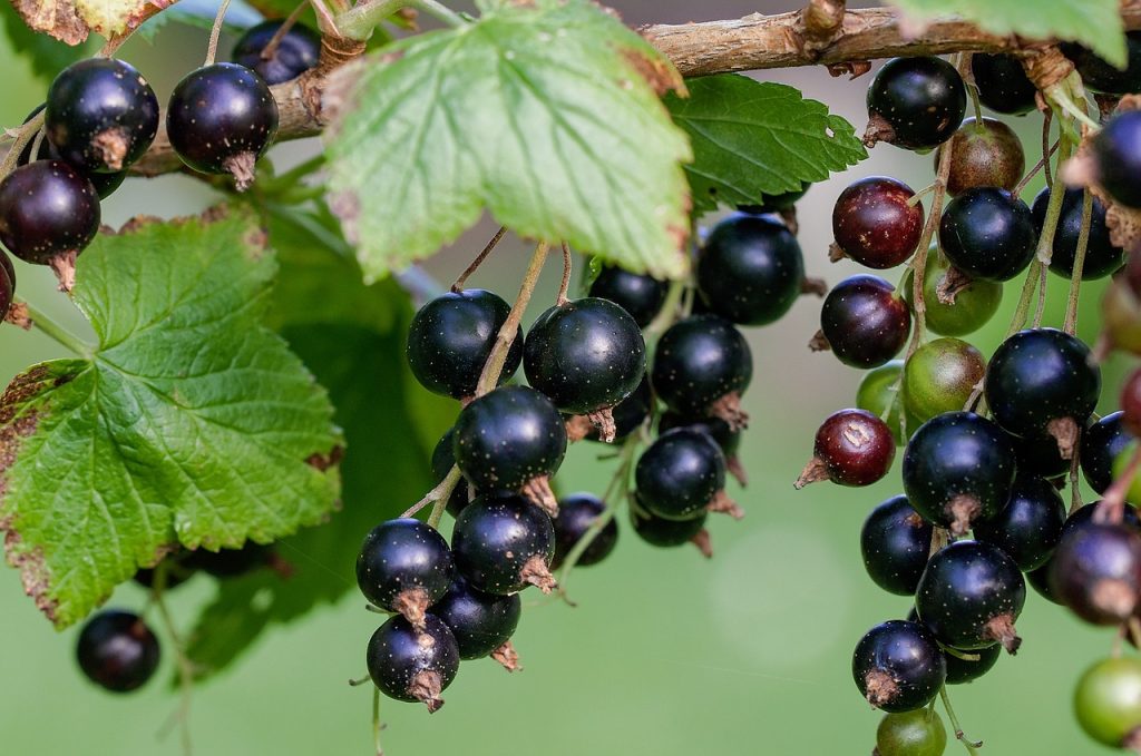 RIBIZL: Recepti za marmeladu, žele, sirup i kolače currant g3067a36fd 1280