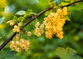 RIBIZL: Recepti za marmeladu, žele, sirup i kolače currant gf74183f77 1280 Žuti ribizl