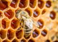 Pčela na saću s medom