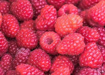 MALINE: Kako napraviti malinovac, džem, žele i kolače raspberries gb5d3f6548 1280 Maline