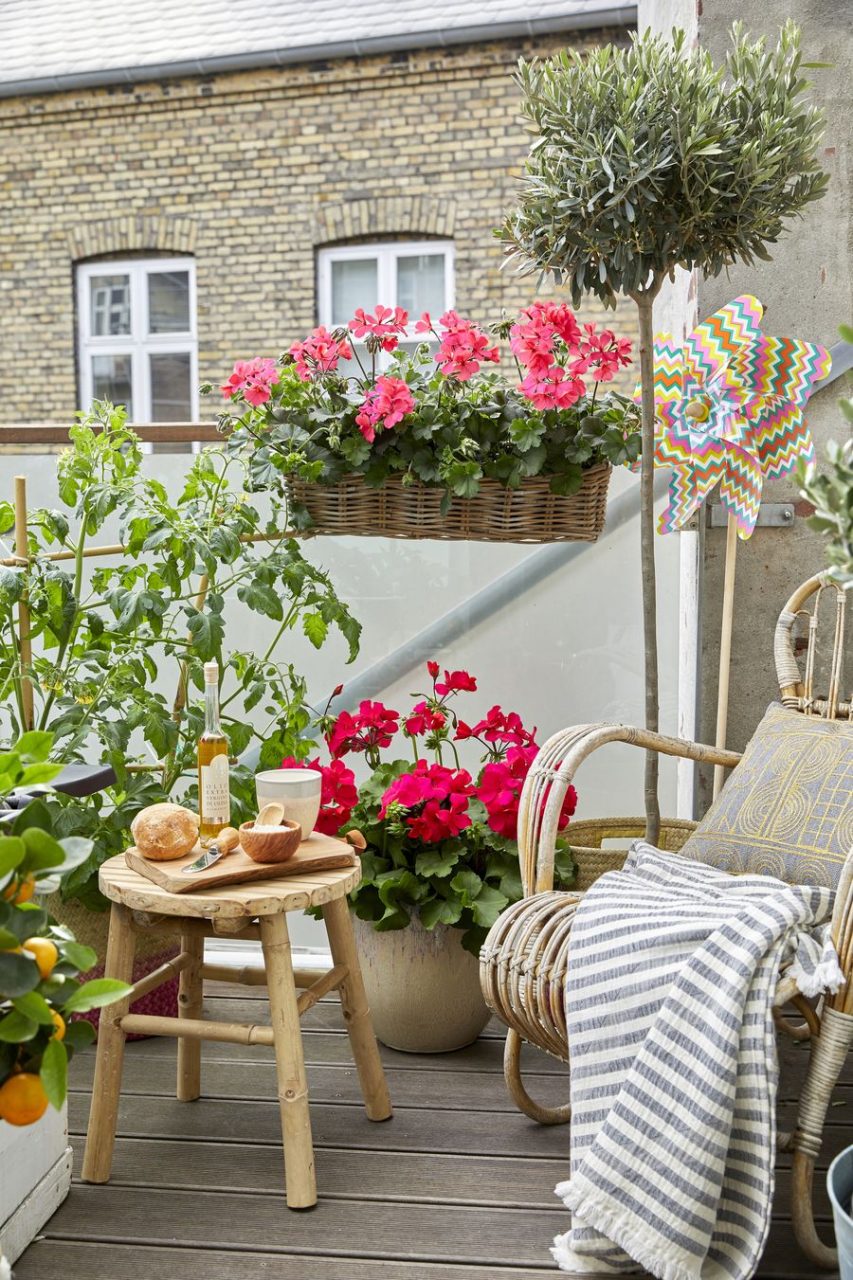 Balkon s pelargonijom, rajčicom, maslinom i mini narančom u teglama Foto pelargoniumforeurope.com