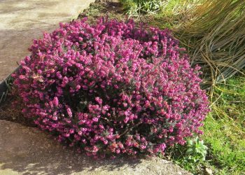 Bujni cvat erike u veljači