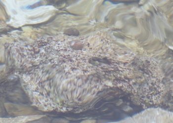 RUČAK A LA UVALA: Juha od kamena i rižoto od priljepaka Kamen Kamen u moru sa priljepcima