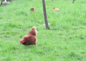 SUPERHRANA: Sirovi žumanjak jaja iz prirodnog uzgoja Koke u slobodnom uzgoju hranu traze u travnjaku Koke u slobodnom uzgoju (free range) hranu traže u travnjaku
