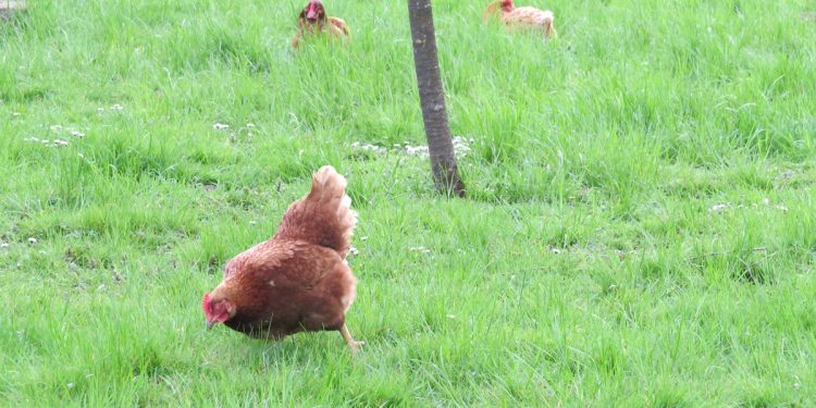 Koke u slobodnom uzgoju (free range) hranu traže u travnjaku