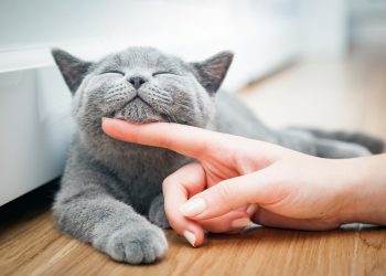 MAČKA: Prelijepo, mazno i odano biće koje umiruje uznemireno srce Mazna macka Foto iStock Mazna mačka