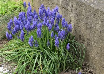 PRESLIČICA: Proljetni plavoljubičasti oblak u vrtu Plava preslicica grm Plava presličica, grm