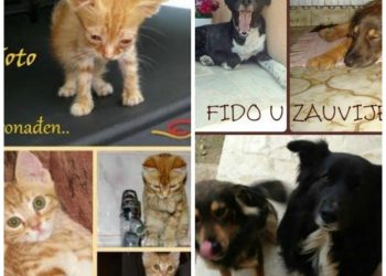 Ruke šapi - dobrotvorna akcija za napuštene pse i mačke vizual