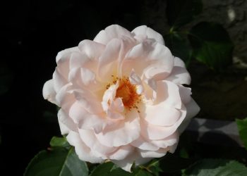 Ruža, Edinburgh, Škotska