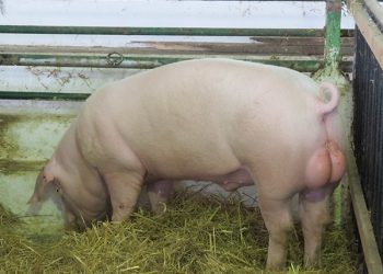 Svinja kao brend, mangulica kao poslastica Sretni bicko Landras Sretni bicko - narest Landras