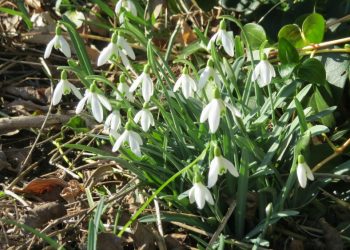 Visibabe, cvat početkom veljače