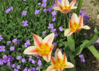 TULIPANI: Veliki proljetni cvjetovi u svim bojama, nezahtjevni za uzgoj i njegu Zvjezdasti tulipani Zvjezdasti tulipani