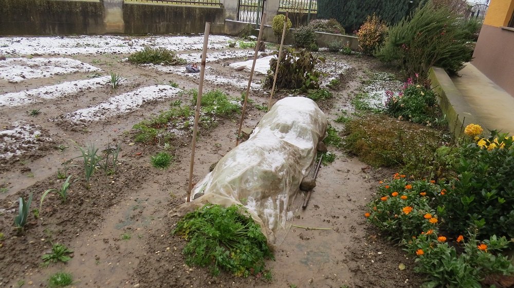 Gredica peršina zaštićena agrotekstilom