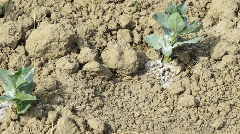 Mlade stabiljke boba već su sredinom svibnja napale lisne uši