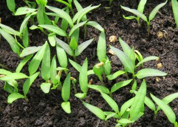 Paprika prije prepikiranja