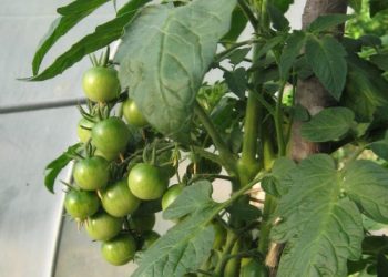 RAJČICA: Odabir najboljih presadnica, sadnja i uzgoj Rajcica u grozdu Rajcica-u-grozdu