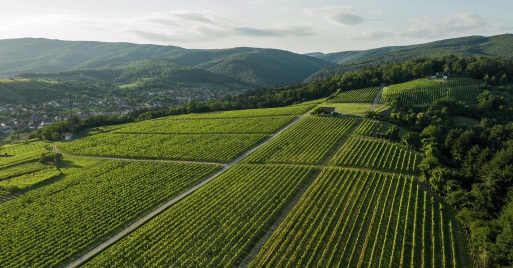 Pravocrtni zasadi vinograda Kutjevo