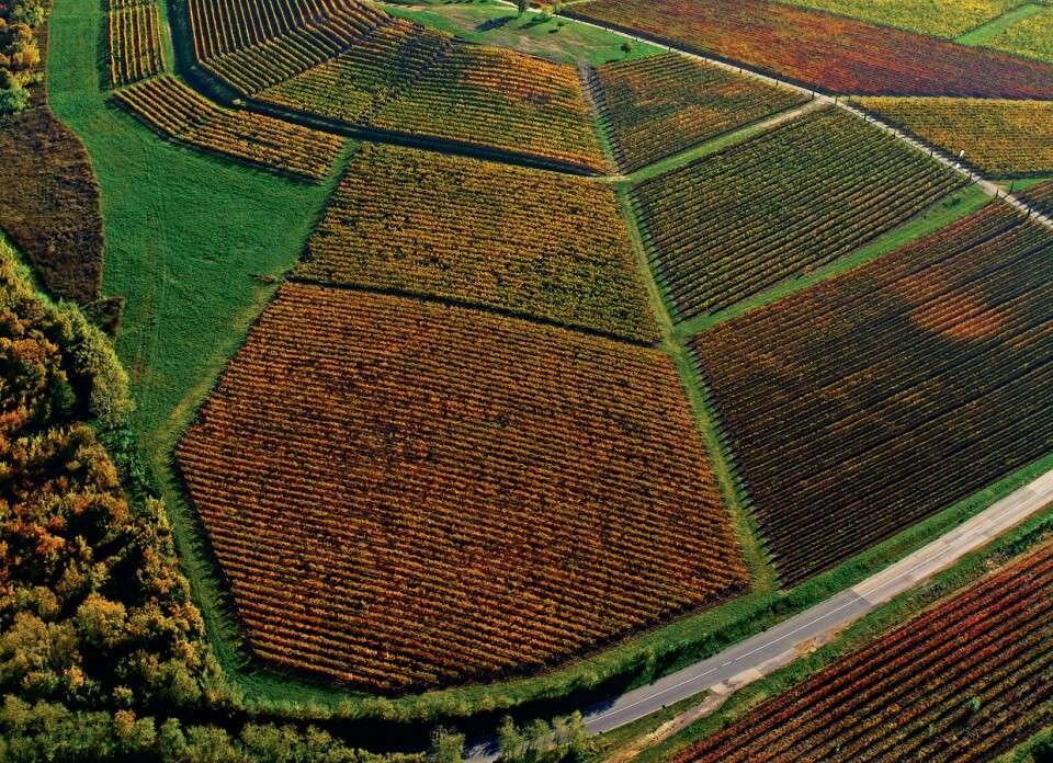 Pitoreskni vinogradi Santa Lucia vinarije Kozlović u Momjanu