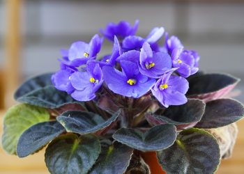 AFRIČKA LJUBIČICA: Smeta joj direktno sunce i voda, ali cvate skoro cijele godine Africka ljubicica web i Stock Afrička ljubičica - klasična biljka plavoljubičastog cvijet