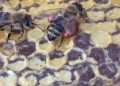 IZ LIJEČNIČKE PRAKSE: Kako prevenirati i liječiti koronu propolisom Pcele propolis donose u kosnicu Pčele donose propolis u košnicu u korpama na nogama / Foto: Miroslav Antolčić