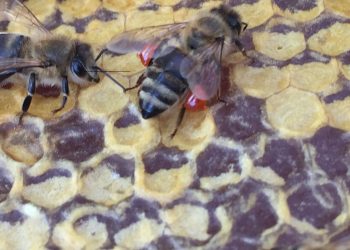 IZ LIJEČNIČKE PRAKSE: Kako prevenirati i liječiti koronu propolisom Pcele propolis donose u kosnicu Pčele donose propolis u košnicu u korpama na nogama / Foto: Miroslav Antolčić
