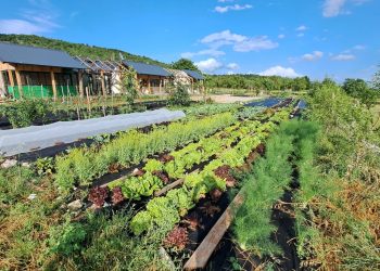 PREHRAMBENA SAMODOSTATNOST: Može li Hrvatska proizvesti dovoljno hrane za svoje stanovnike? 448795585 7543457935782579 8361489875848046477 n Uzgoj povrća na regenerativnoj farmi Krušvar