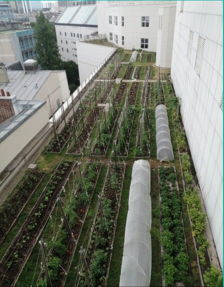 Vrt u funkciji na krovu Opere Bastille Priprema terena na jednom od krovnih vrtova na Operi Bastille / Izvor: https://www.parisculteurs.paris/fr