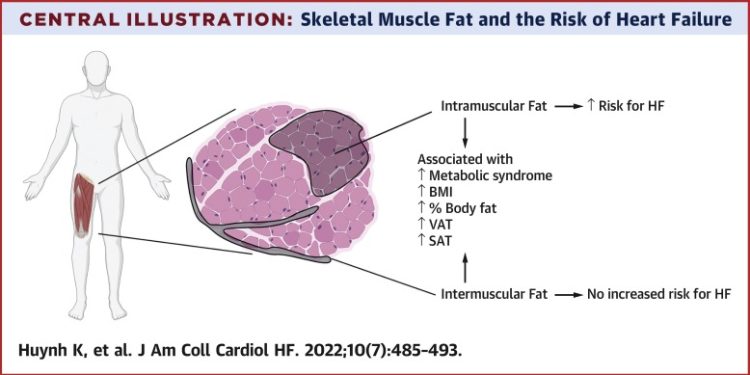 Iz istraživanja Association Between Thigh Muscle Fat Infiltration and Incident Heart Failure: The Health ABC Study: Intramuskularna masnoća bedrenih mišića povezana je s većim rizikom zatajenja srca